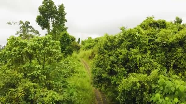 Hermosa Película Ubud Bali Drone Metraje Con Terraza Arroz Exótico — Vídeos de Stock