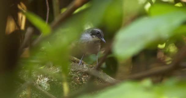 Musicien Wren Bird Est Perché Dans Buisson Saute Loin — Video