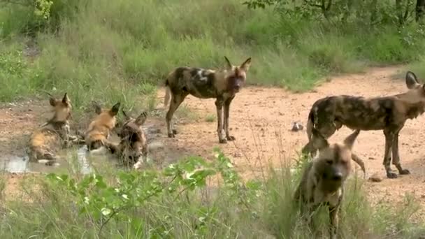 Bando Cães Selvagens Africanos Passear Pela Brisa Quente Tarde Clipe — Vídeo de Stock