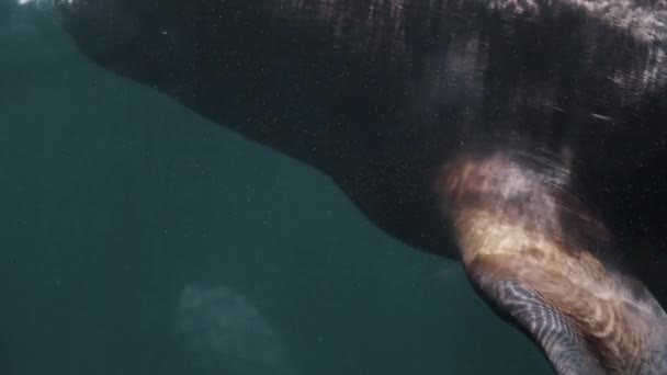 海の澄んだ水の中でかなり壮大なパタゴニアの海ライオンダイビングのショットを閉じる — ストック動画
