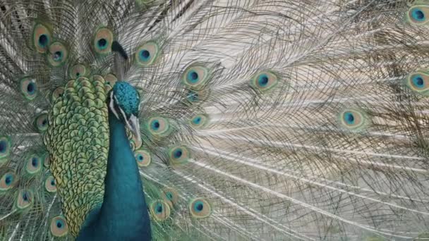 Krásná Modrá Peafowl Pyšně Ukazuje Své Barevné Peří Zavřít — Stock video