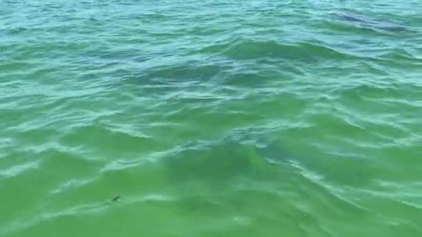 Μια Ομάδα Δελφινιών Ένα Μωρό Δελφίνι Που Ξεπροβάλλει Δίπλα Στις — Αρχείο Βίντεο