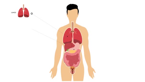 Órganos Internos Del Cuerpo Humano Masculino Etiquetados Identificados Vídeo Animado — Vídeos de Stock