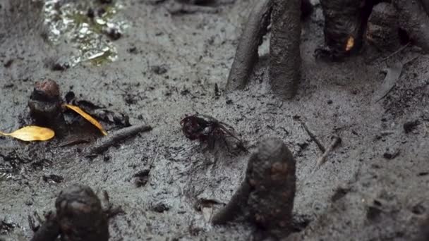 红树林根系之间潮湿泥泞丛林土壤上的小螃蟹 — 图库视频影像
