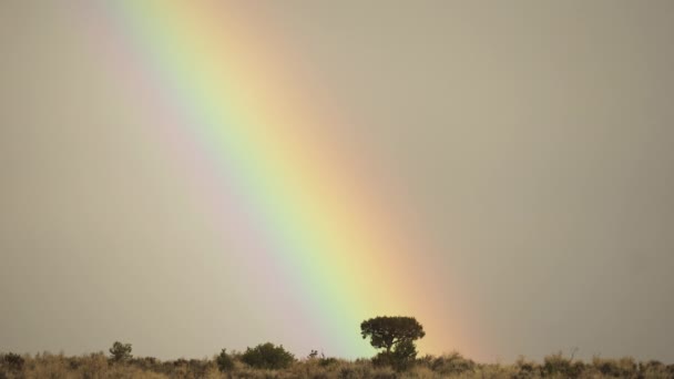靠近彩虹的光芒 科罗拉多荒野中的灰蒙蒙的天空和茂密的树木 — 图库视频影像