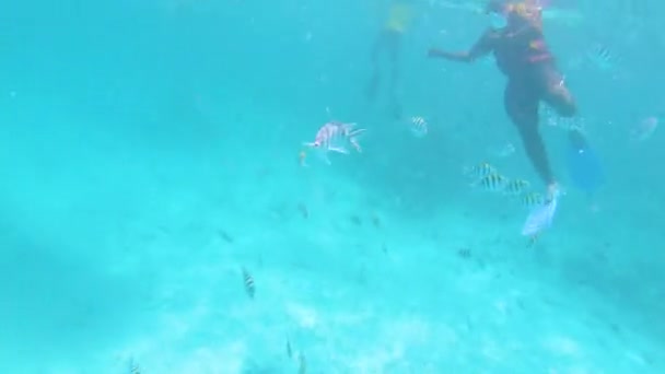 浅海珊瑚海热带鱼类群中的潜水者 — 图库视频影像