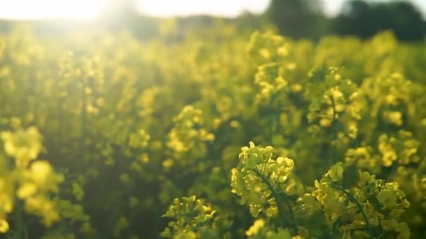 Primer Plano Panorámica Floración Colza Amarilla Campo Canola Durante Luz — Vídeos de Stock