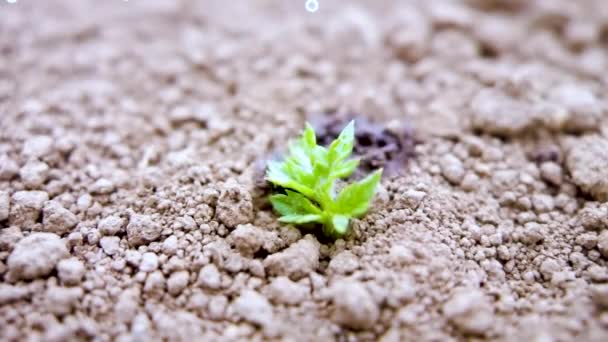 雨滴落在旱地的小植物上 雨滴的信息图解概念 — 图库视频影像