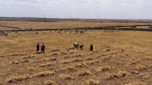 Vue Drone Des Hommes Travaillant Dans Champ Foin — Video