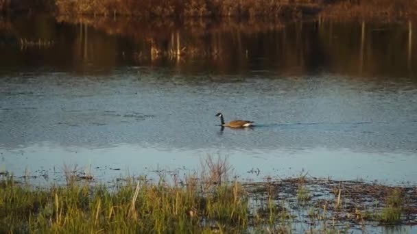Kanadské Husy Plavání Mokřady Pták Zachovat Útočiště Při Západu Slunce — Stock video