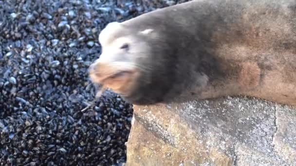 Θαλάσσιο Λιοντάρι Ακουμπισμένο Βράχο Σάλια Στάζουν Στο Στόμα Του — Αρχείο Βίντεο