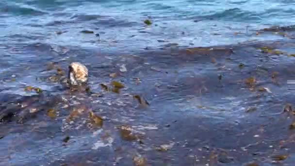 Nutria Marina Comiendo Mariscos Del Bosque Kelp Monterey Bay California — Vídeo de stock