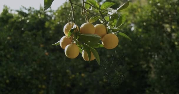 Sommige Gele Sinaasappels Wachten Rijpen Een Boom Tijdens Een Zonnige — Stockvideo