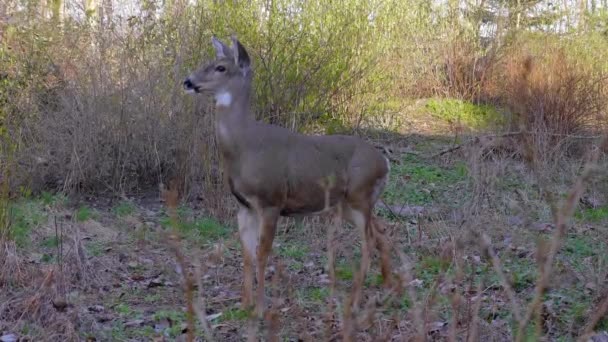 Cervo Dalla Coda Bianca Piedi Nella Foresta Guardando Con Cautela — Video Stock