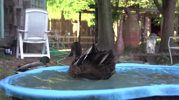 Pato Tremendo Uma Piscina Quintal — Vídeo de Stock