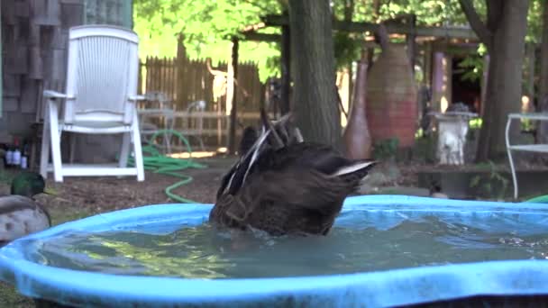 Arka Bahçedeki Havuzda Ördek Sallanıyor Yavaş Çekim — Stok video