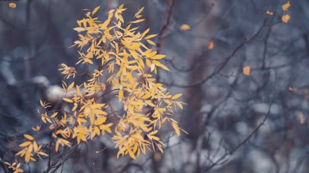 Close Shot Delicate Branch Bright Yellow Leaves Blurry Background Slow — Vídeos de Stock