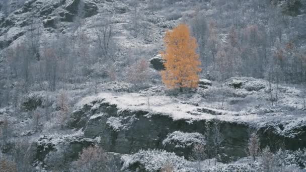 Μια Φωτεινή Κίτρινη Σημύδα Στο Χιονισμένο Τοπίο Αργή Κίνηση Τηγάνι — Αρχείο Βίντεο