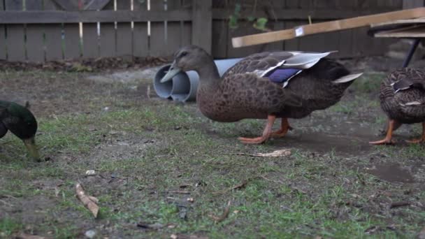 Several Ducks Eating Muddy Lawn Backyard Slow Motion — Vídeos de Stock