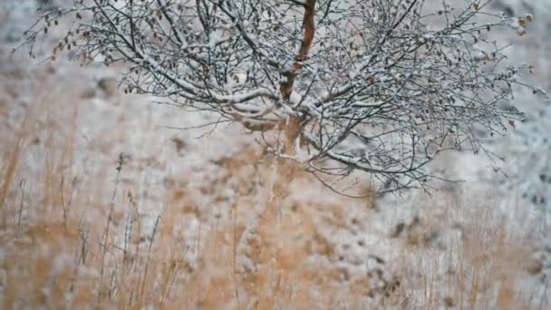 Lekki Pierwszy Śnieg Powoli Spada Drzewa Krzewy Uschniętą Trawę Zwolniony — Wideo stockowe