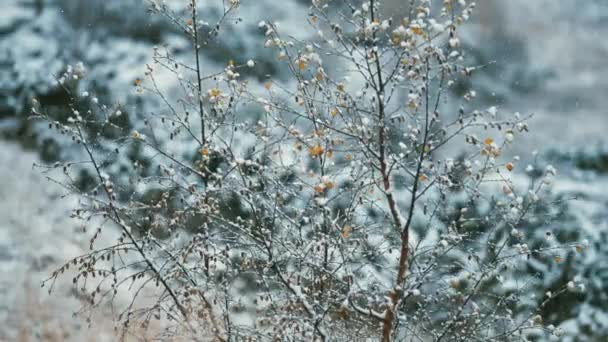 Ljus Första Snö Faller Långsamt Träd Buskar Och Vissnat Gräs — Stockvideo