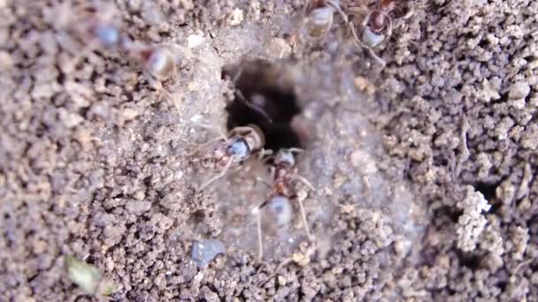 Colonia Construcción Hormigas Europeas Nido Tierra Vista Macro Primer Plano — Vídeos de Stock