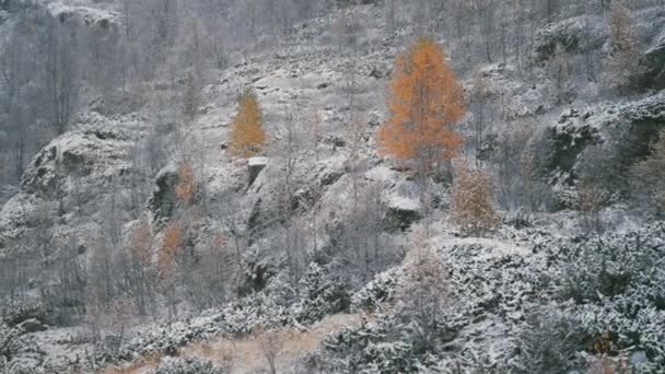 最初の雪は山を覆う 明るい黄色の白樺の木は風の中で震える葉 スローモーション パンフォロー — ストック動画