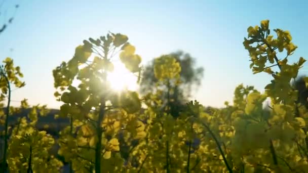 Olśniewające Światło Słoneczne Roślinami Rzepaku Polu Rzepaku Podczas Zachodu Słońca — Wideo stockowe