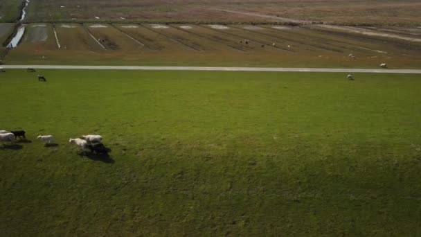 Panorámica Aérea Pastos Verdes Con Ovejas Blancas Corderos Negros Alemania — Vídeos de Stock