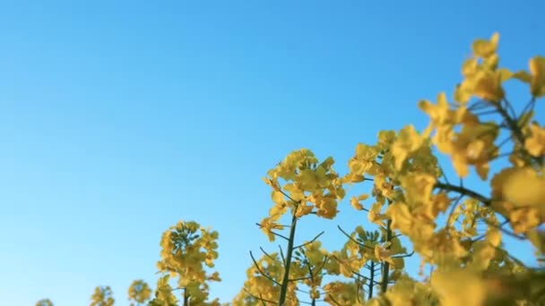 Zblízka Záběr Vlnící Žluté Rostliny Canola Pole Proti Modré Obloze — Stock video