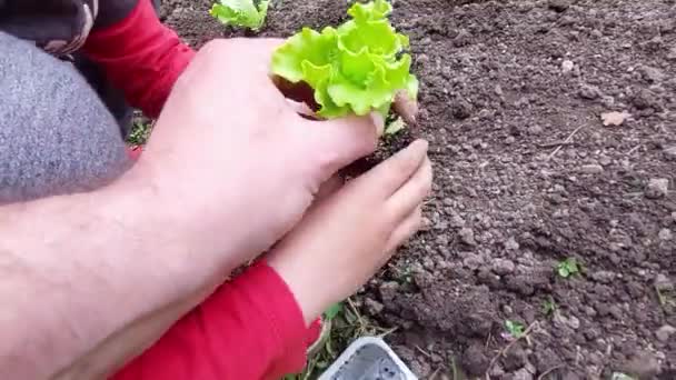 庭に緑のサラダ植物を植える彼の父を助ける小さな男の子 自宅の庭で遊びながら学ぶ — ストック動画