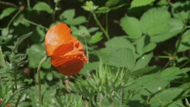 Bee Appears Orange Poppy Flies Away Slow Motion — Video