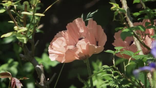 Abelha Paira Dentro Luz Rosa Flor Papoula Emoldurada Por Folhagem — Vídeo de Stock