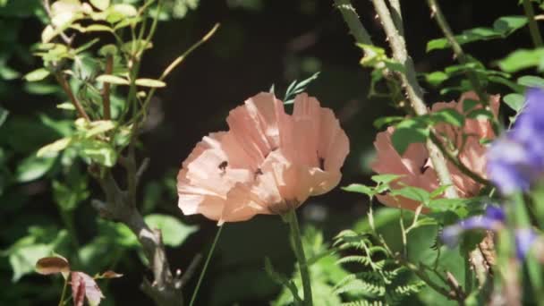 Honeybees Leaving Salmon Colored Poppy Flower Slow Motion — Video