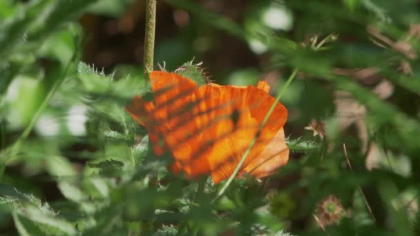 明るいオレンジ色のポピーに魅了された蜂の葉 スローモーション — ストック動画