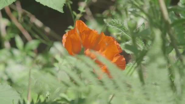 Amapola Naranja Brillante Envuelto Por Vegetación — Vídeos de Stock