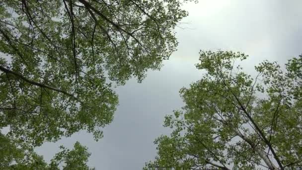 Πράσινο Φυλλοβόλο Δέντρο Ακριβώς Από Κάτω — Αρχείο Βίντεο