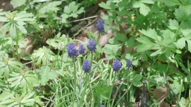 Group Purple Grape Hyacinths Garden — Stock Video