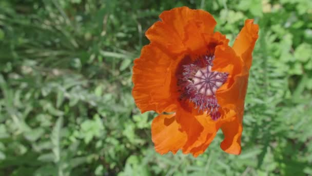Top Angle Shot Von Bienen Beschäftigt Inneren Orange Poppy Nektar — Stockvideo