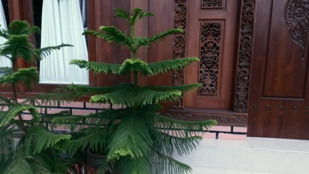 Parallax Panorering Punkt Intresse Skott Gröna Blad Araucaria Heterophylla Tall — Stockvideo