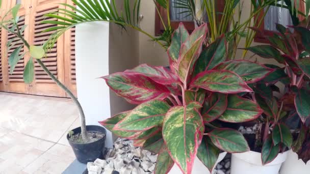 Panning Shot Close Zicht Aglaonema Plant — Stockvideo