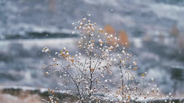 First Snow Slowly Falls Thin Branches Birch Tree Slow Motion — ストック動画