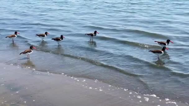 Marine Birds Shore Eurasian Oystercatcher — ストック動画