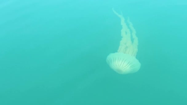 Medusas Océano Fauna Marina Afectación Oceánica — Vídeos de Stock