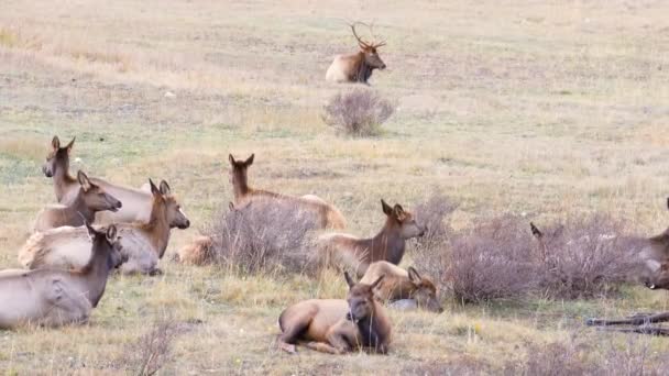 Troupeau Wapitis Femelles Avec Tête Wapitis Mâles Protégeant Tout Étant — Video