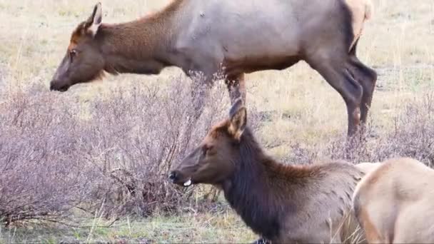 Elk Soñoliento Cerrando Los Ojos Tumbado Con Manada Pastizal Parque — Vídeos de Stock