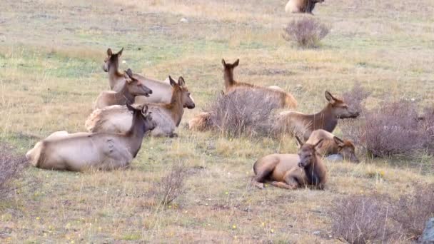 Herd Female Elk Ξεκουράζεται Μια Ομάδα Και Τρώει Ενώ Βρίσκεται — Αρχείο Βίντεο