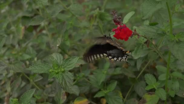 Hermosa Mariposa Negra Polinizando Una Flor — Vídeo de stock