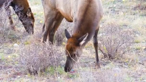 Duas Elks Femininas Agarrando Comendo Campo Grama Com Rebanho Parque — Vídeo de Stock