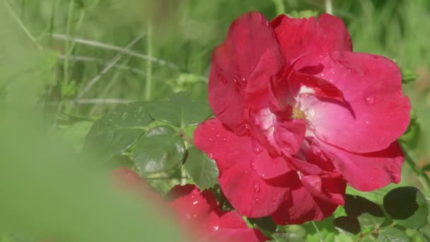 Rose Rouge Dans Lumière Soleil Matin Avec Des Gouttes Rosée — Video